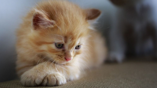 chat : la p&eacute;riode de d&eacute;confinement un &eacute;tape difficile pour lui - photo pixabay