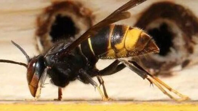 La Toscana lancia l'allarme: avvistata la vespa killer delle api venuta dall'Oriente