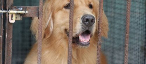 Coronavirus / China decide prohibir la cr&iacute;a de perros y gatos para consumo humano