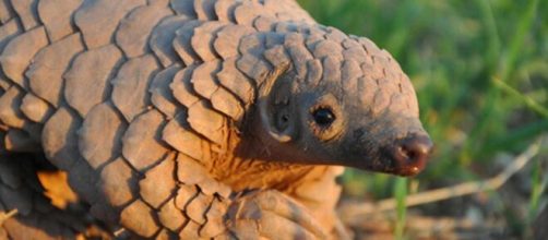 Los traficantes se encuentran con serias dificultades debido al coronavirus.