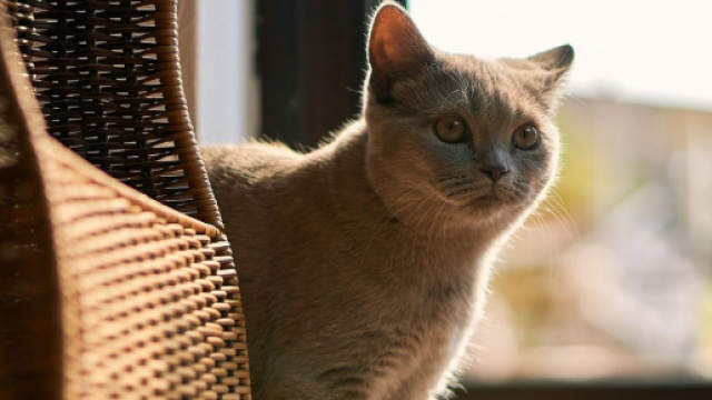 chat : il est recommand&eacute; d'&ecirc;tre moins proche si vous avez des sympt&ocirc;mes du Covid-19