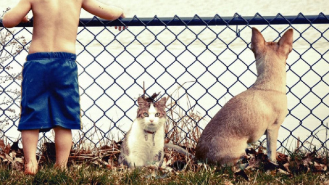 chat s'il vous suit partout ce n'est pas seulement parce que vous &ecirc;tes son pilier