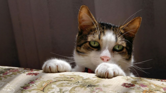 chat : s'il dort &agrave; vos pieds ce n'est pas seulement par s&eacute;curit&eacute;