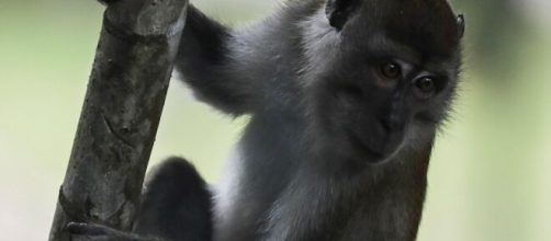 Antes de ensayar la vacuna del coronavirus en humanos, debe pasar por los primates.