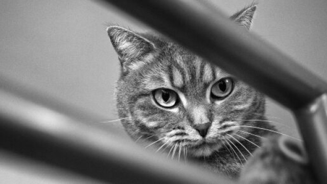 chat : s'il vous montre ses fesses ce n'est pas seulement pour dire bonjour