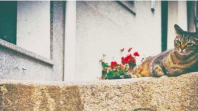 Comment votre chat fait-il pour vous reconnaitre? - photo Filckr