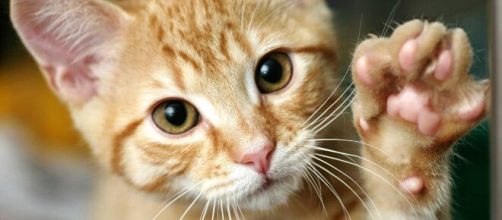 Por primera vez en Espa&ntilde;a se detecta coronavirus en un felino