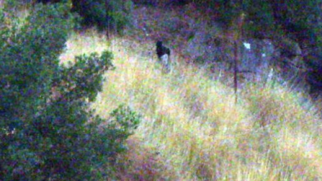 Presunto avvistamento di una pantera a Guardiagrele in provincia di Chieti.