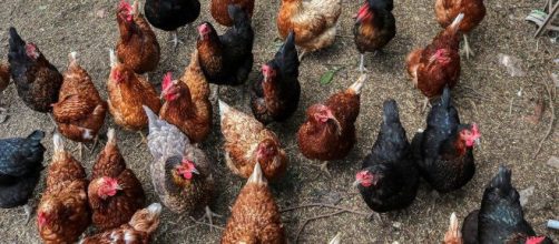 El &ldquo;virus de corral&rdquo; puede ser una nueva amenaza a la humanidad