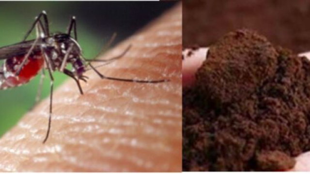 Le marc de caf&eacute; la meilleure solution pour se d&eacute;barrasser des moustiques - photo Pixabay