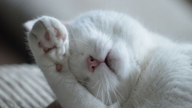 Pourquoi mon chat se couvre-t-il les yeux quand il dort ? - Photo Pixabay
