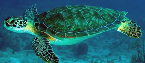 Tartaruga verde &eacute; vista aos milhares para fazer seus ninhos na Austr&aacute;lia. (Arquivo Blasting News)