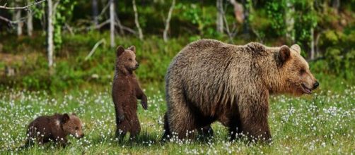 Pese a que es una especie protegida, la presencia del oso pardo atemoriza a los granjeros.