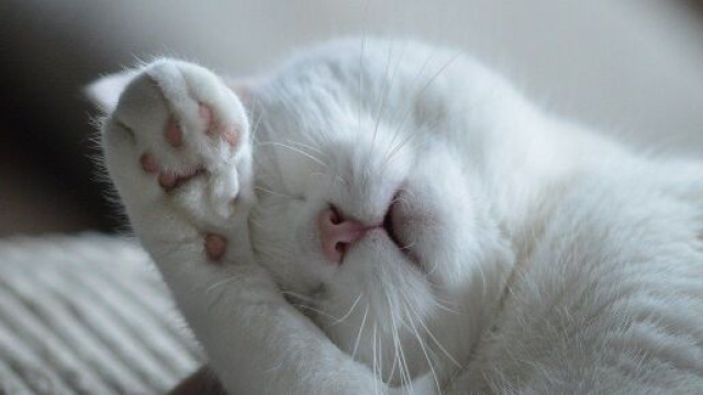 chat : s'il s'installe sur vos genoux ce n'est pas seulement parce qu'il cherche la chaleur - Photo pixabay