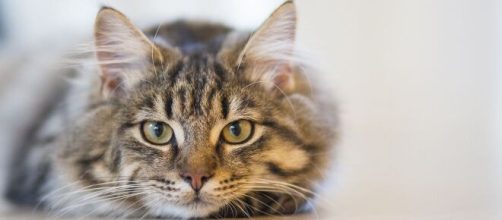 Si el GC376 Si funciona en gatos tambi&eacute;n podr&iacute;a funcionar en humanos