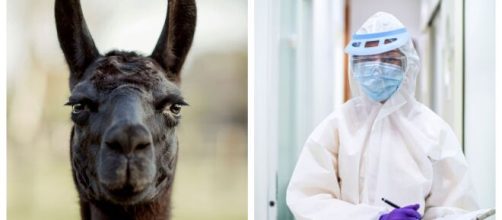 Los anticuerpos de las alpacas podr&iacute;an ayudar en la lucha contra el coronavirus