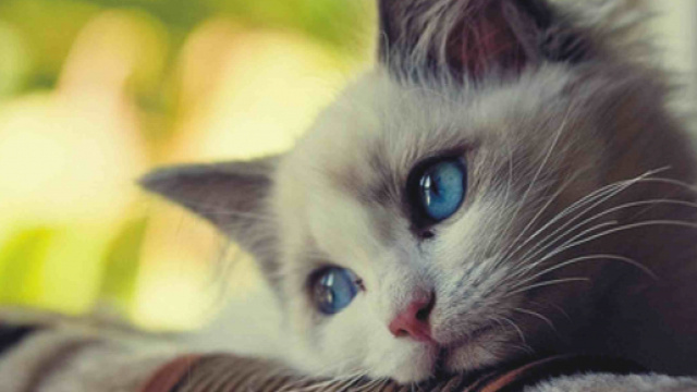 Comportement : comment aider nos chats &agrave; traverser un deuil, la ... - animogen.com