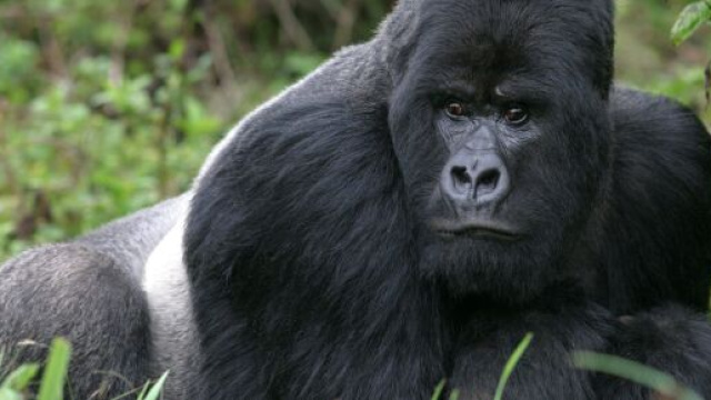 In Uganda &egrave; stato uciso da quattro bracconieri il gorilla Rafiki amico dell'uomo.