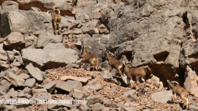 Mouflons &agrave; manchettes, proies habituelles du gu&eacute;pard saharien. Cr&eacute;dit photo : PPCA