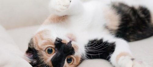 Los gatos adultos deben tener cuidados especiales. - elespectador.com