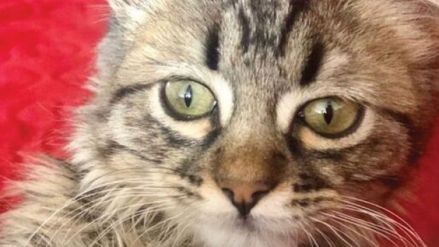 Lee, un petit chaton qui est au coeur d'une pol&eacute;mique entre la Belgique et le P&eacute;rou malgr&eacute; lui (source : capture Twitter Per&uacute;.21)