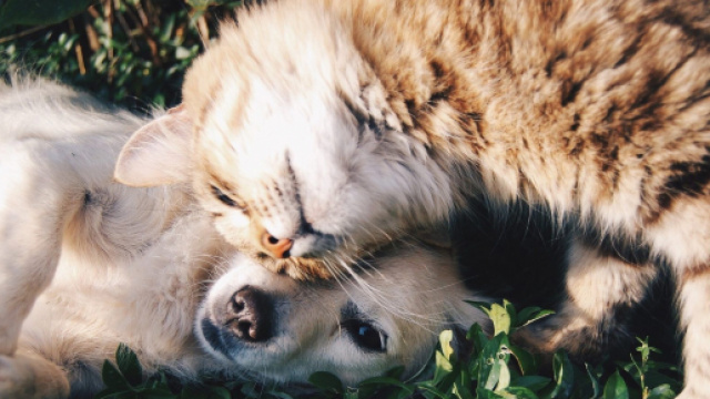 5 questions pour tout savoir sur l'alimentation du chien ! - Titre ... - santechienchat.com