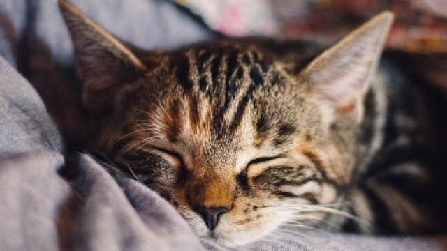 chat : s'il dort &agrave; vos pieds ce n'est pas seulement une question de confort - photo pixabay