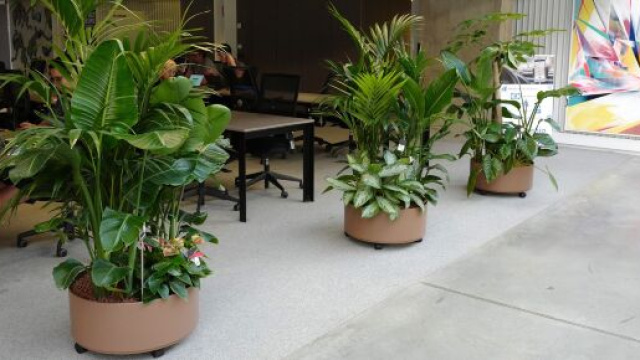 Plantez respirez, une start-up sp&eacute;cialis&eacute;e dans l'installation et l'entretien d'&icirc;les v&eacute;g&eacute;tales au bureau (source : Plantez respirez)