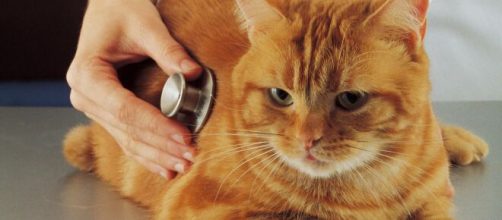 Los gatos son m&aacute;s propensos al contagio del Covid-19.