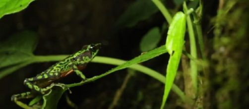 The critically endangered Palmed Harlequin-Frog is still alive! [Image source/Tropical Herping Geographic YouTube video]