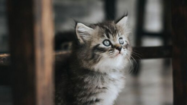 Chat il pourrait rester seul plus ou moins longtemps en fonction de son caract&egrave;re - Photo Pixabay