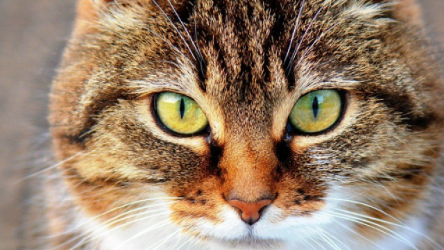 Chat : s'il vous fixe pendant des heures ce n'est pas seulement pour votre beaut&eacute; - Photo Pixabay