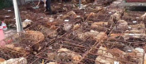 C&atilde;es s&atilde;o abatidos para consumo em festival chin&ecirc;s. (Arquivo Blasting News)