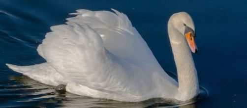 Televisi&oacute;n /Un cisne muere por pena tras el ataque de unos gamberros a su nido