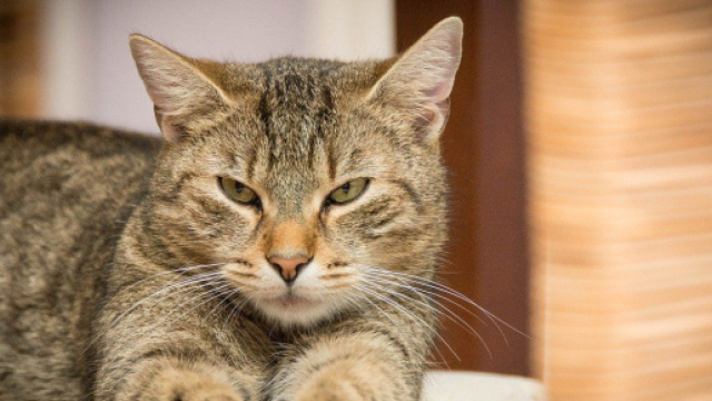 Chat vous r&eacute;veille la nuit - Photo Pixabay