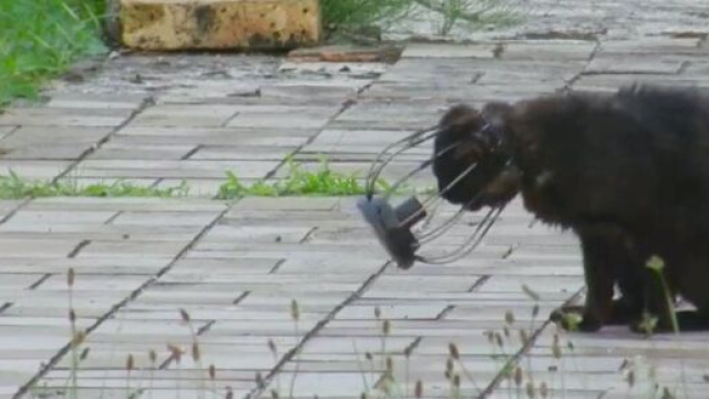 Une association &agrave; la recherche de Pixar, un chat qui s'est coinc&eacute; la t&ecirc;te dans une grille (source : capture Facebook l'&Eacute;cole du libre chat)