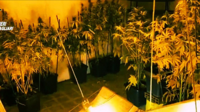 L'operazione anti droga &egrave; stata effettuata dai Carabinieri.