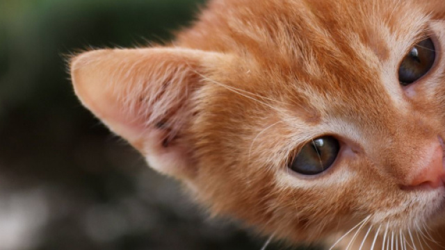 chat s'il vous avec un sac plastique ce n'est pas juste pour jouer - Photo Pixabay