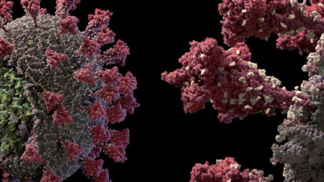 Coronavirus bollettino 24 giugno.