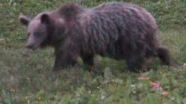 Trentino, orso aggredisce padre e figlio: pronta ordinanza per abbatterlo