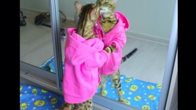 Angel Bengal (source : capture Instagram)