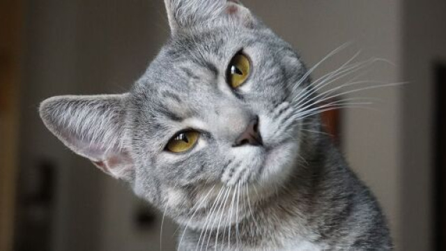 Chat s'il traine entre vos jambes ce n'est pas uniquement car il a besoin de quelque chose - photo pixabay