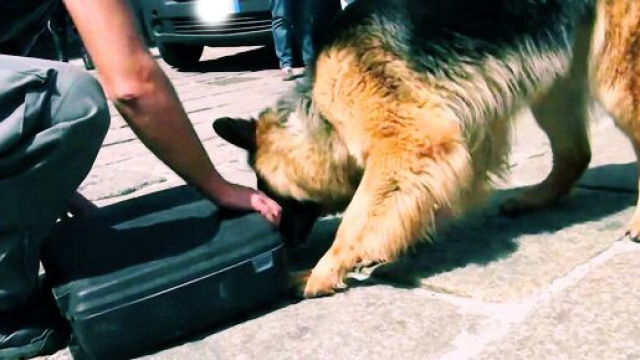 L'uomo &egrave; stato bloccato all'aeroporto di Olbia dagli uomini della Finanza.