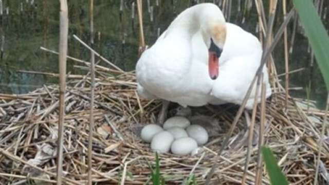 Un cygne meurt d'un choc &eacute;motionnel apr&egrave;s avoir perdu ses oeufs - photo capture d'&eacute;cran internet