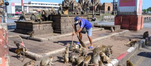 Macacos saem do controle na cidade de Lopburi, na Tail&acirc;ndia. (Arquivo Blasting News)