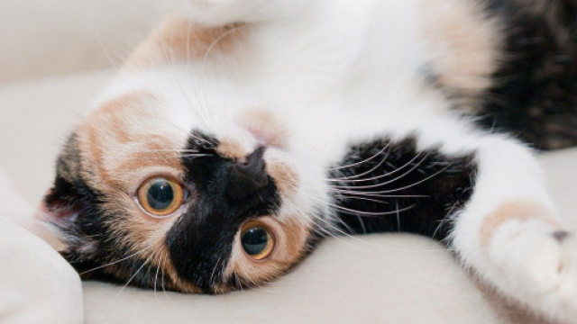 chat s'il vous mord ce n'est pas uniquement pour jouer - photo Pixabay