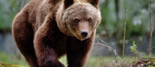 Urso Marrom &eacute; condenado. (Arquivo Blasting News)