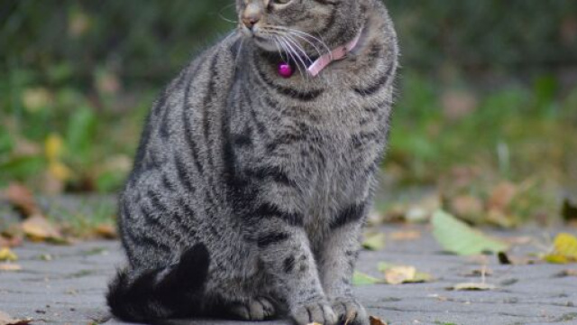 Arezzo, gatto affetto da Lyssavirus ha morso la padrona ed &egrave; morto subito dopo.