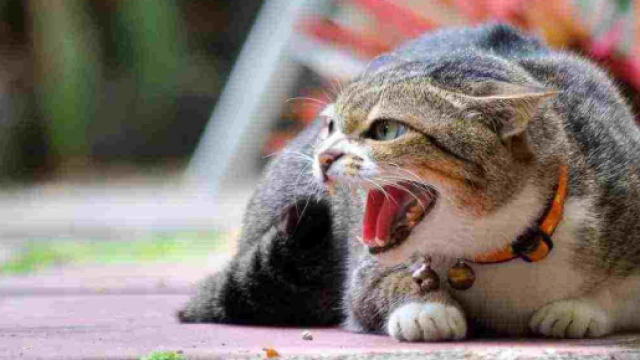 Arezzo, gatto deceduto per Lyssavirus: forse ha morso quattro persone.