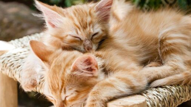 chat : s'il dort sur vous ce n'est pas uniquement parce qu'il vous aime - photo Pixabay